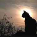 Chat dans le soleil couchant 1