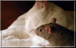 Chat et rat 1